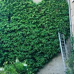 לינה וארוחת בוקר La Maison Des Roses